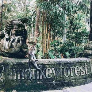 Monkey Forest tour tickets $500 MXN
