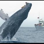 Whale Watching at H&M Landing