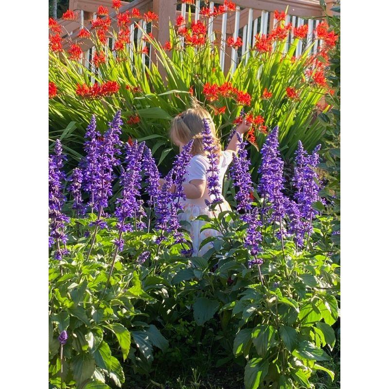 Cora in the garden