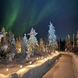 Arctic Forest Ice Skating