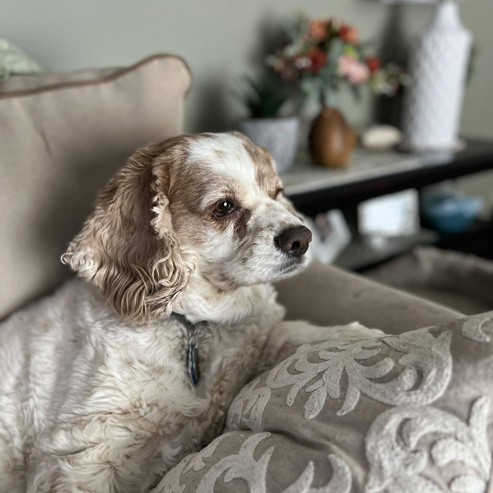 Our little boy, Monte