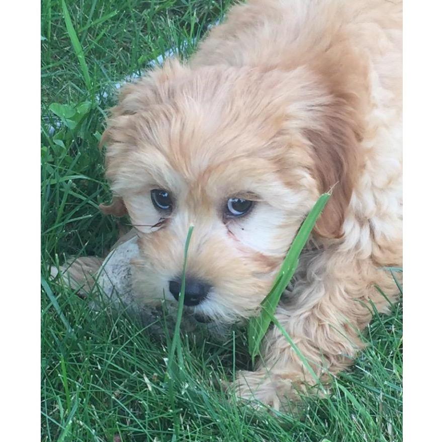 The bride and Groom's baby Daisy Mae <3