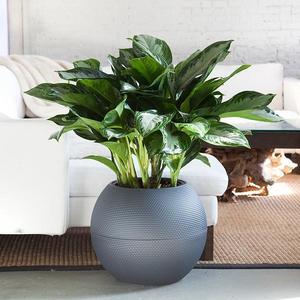 Aglaonema Puro