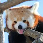 John Ball Zoo