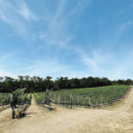 Truro Vineyards