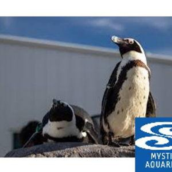 Aquarium Tickets "The Penguin Fund"