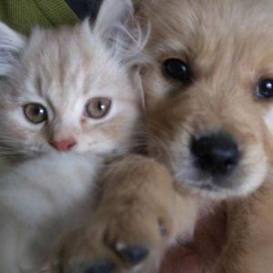 Pet Fund
