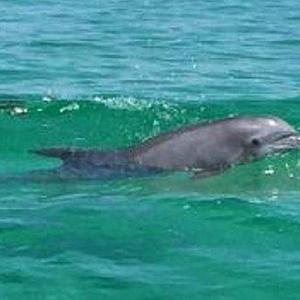 Honeymoon Dolphin-Watching Cruise in the Gulf of Mexico