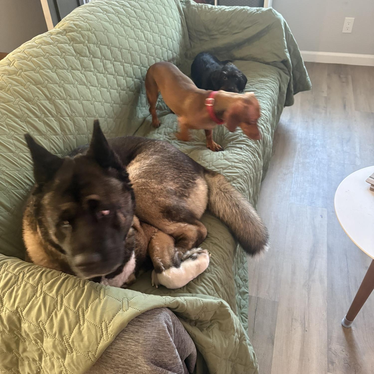 Our babies ❤️
