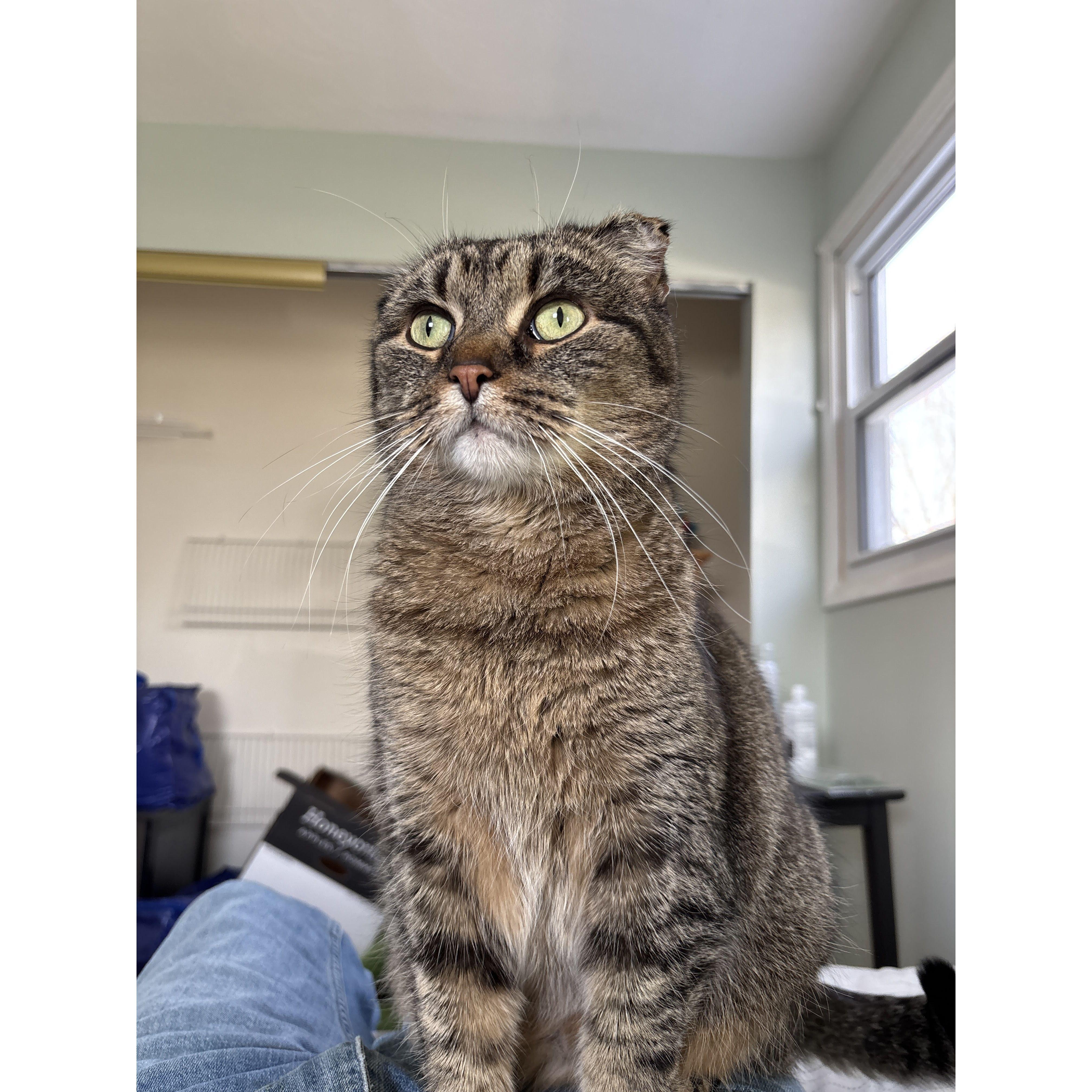 This is our cat, Remi!