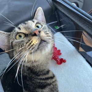 Cat Things :)