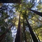 Muir Woods National Monument
