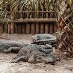 St. Augustine Alligator Farm Zoological Park