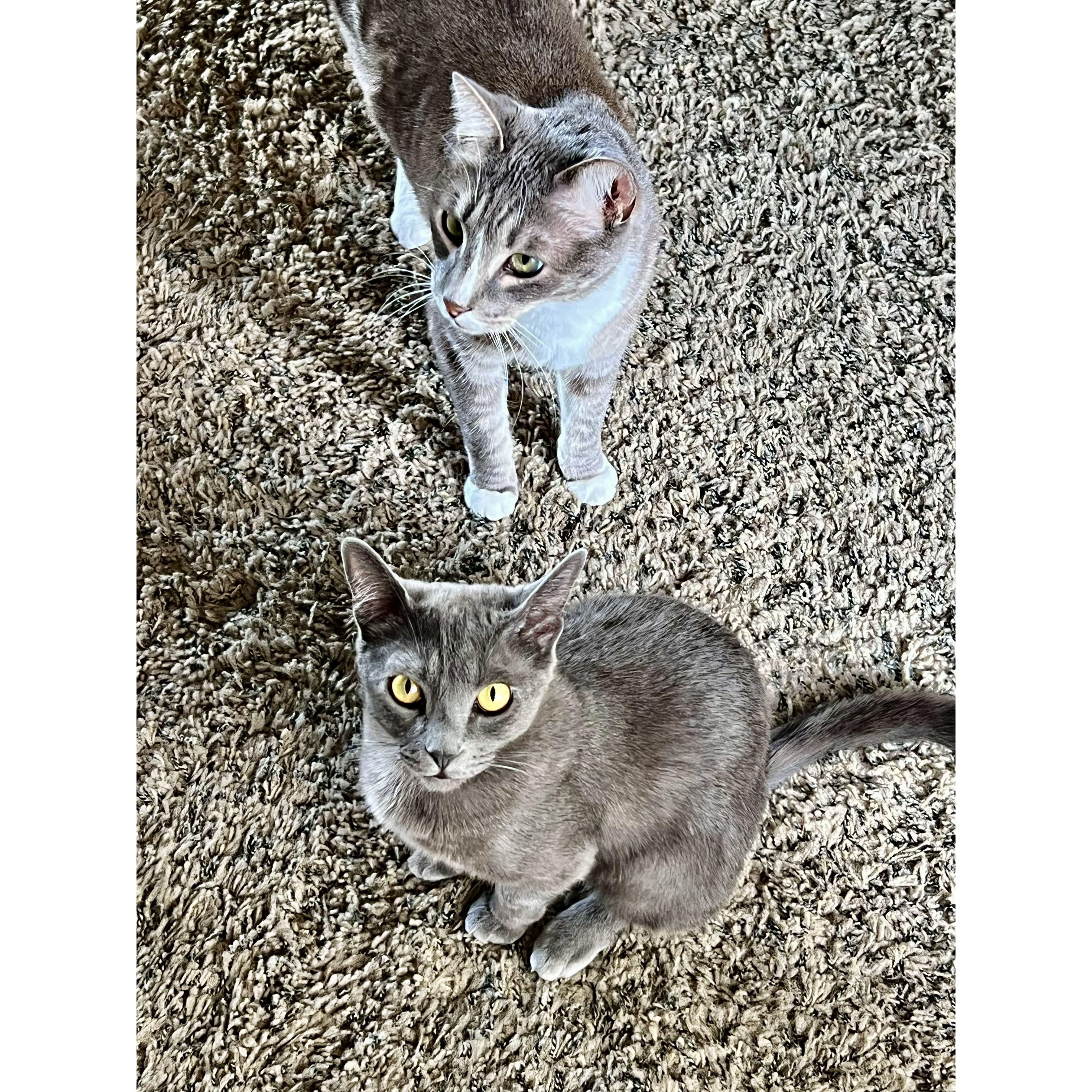 The loves of our lives. Kitty & Beans!