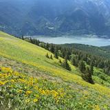 Dog Mountain Trail