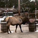 THE BARREL - Estes Park