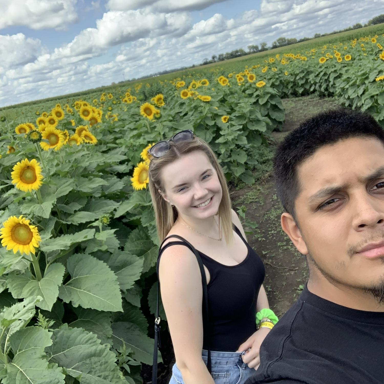 Sunflower field date