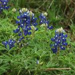 Texas State Parks Nearby