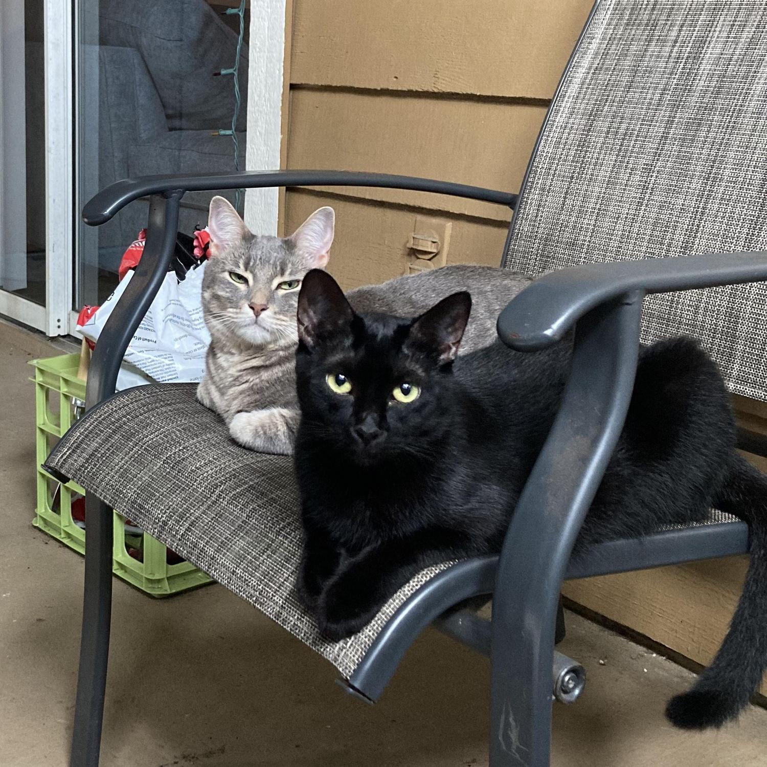 Our babies, Kiwi and Kirby