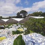 Azorean Pineapple Plantation