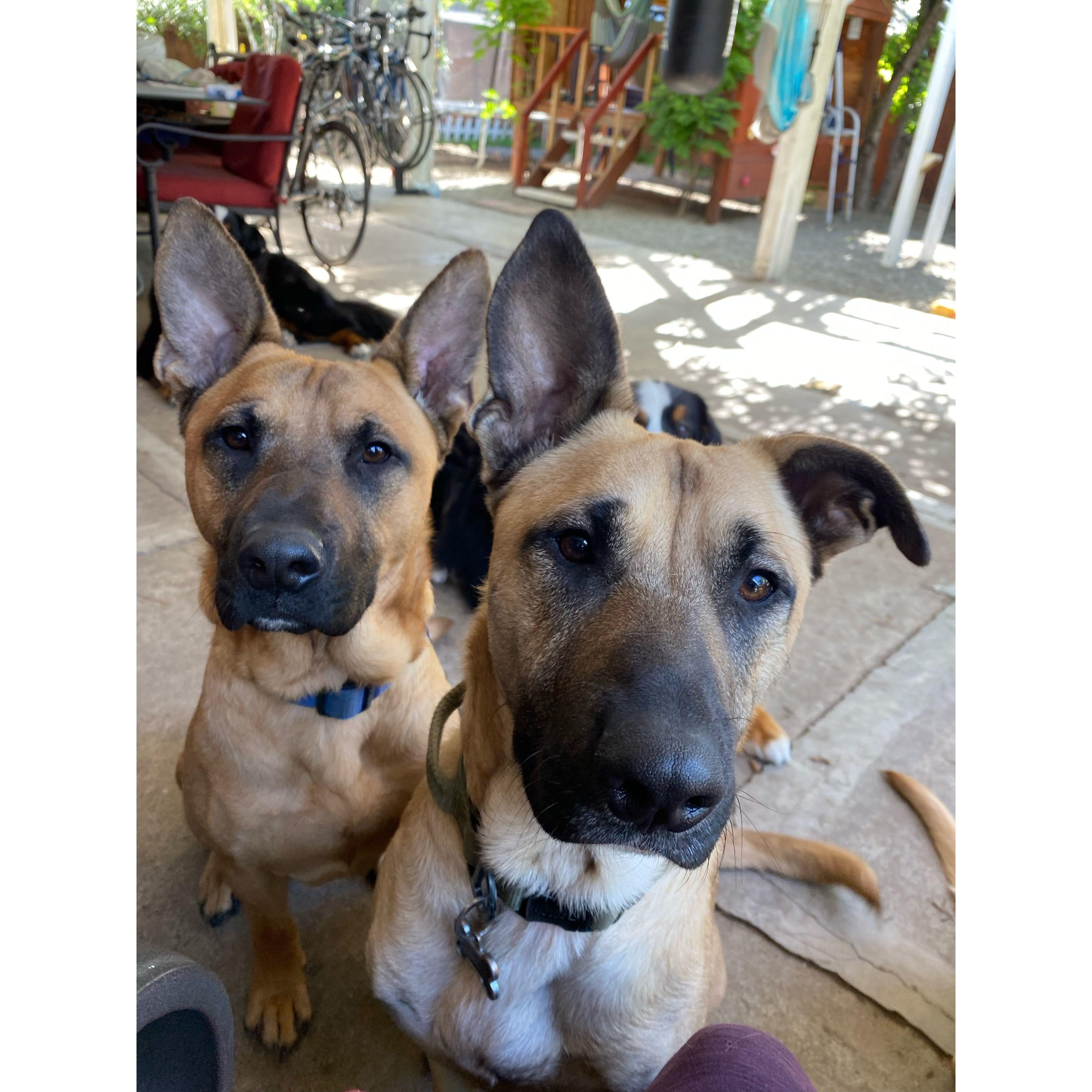 Our two dogs, Muneco and Milo. They are our adorable bundles of fur who keep us going throughout the day.