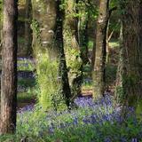 Walking or Mountain Biking in the Slieve Bloom Mountains