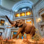 Smithsonian National Museum of Natural History Store