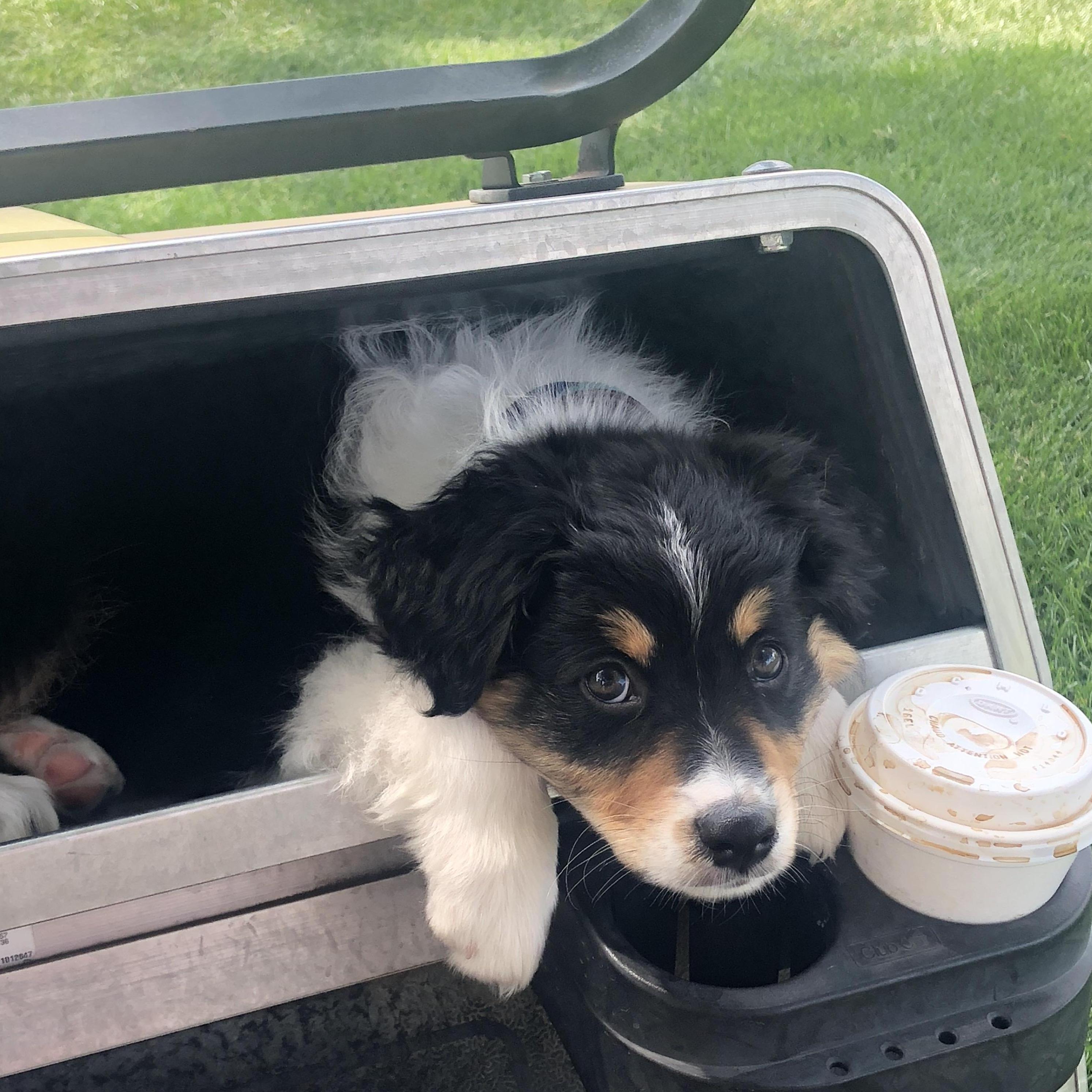 Our Favorite Puppy photo, Hobbes in the Golf Cart glovebox