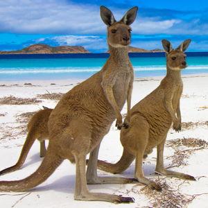 Australian Honeymoon Fund
