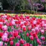 The Dallas Arboretum and Botanical Garden