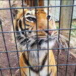 Luray Rescue Zoo