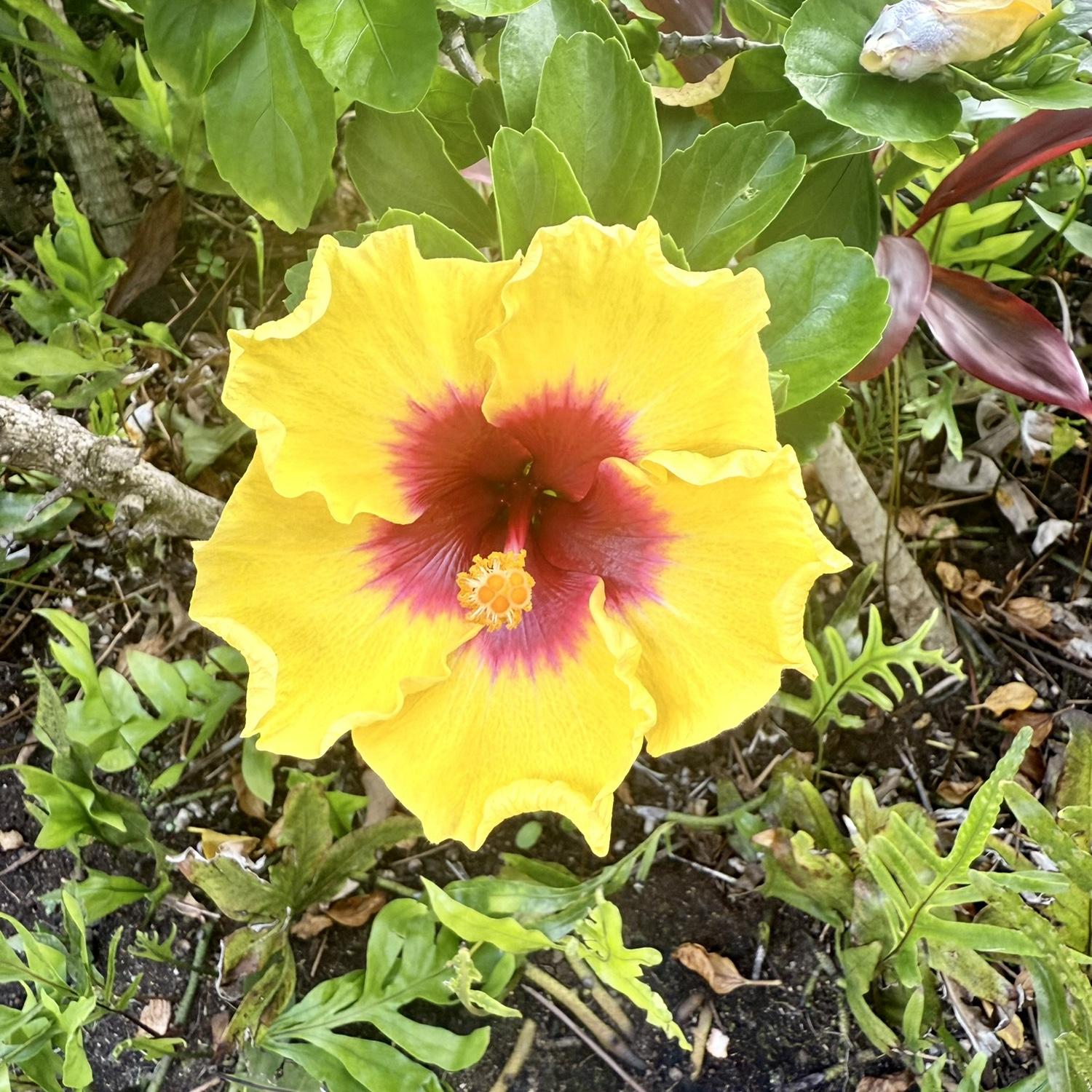 We LOVED all the florals & fruits/veggies in Kauai!