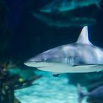 Loveland Living Planet Aquarium
