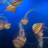 Omaha's Henry Doorly Zoo and Aquarium