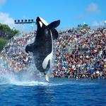 SeaWorld