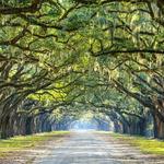 Wormsloe Historic Site