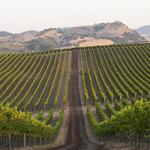 Cuvaison Estate Wines