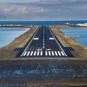 Dogs' Special Plane Ride