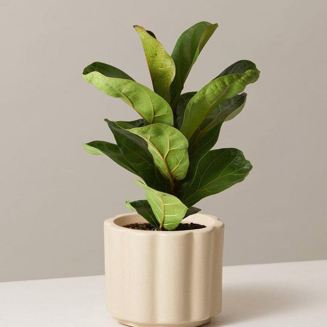 Fiddle Leaf Fig