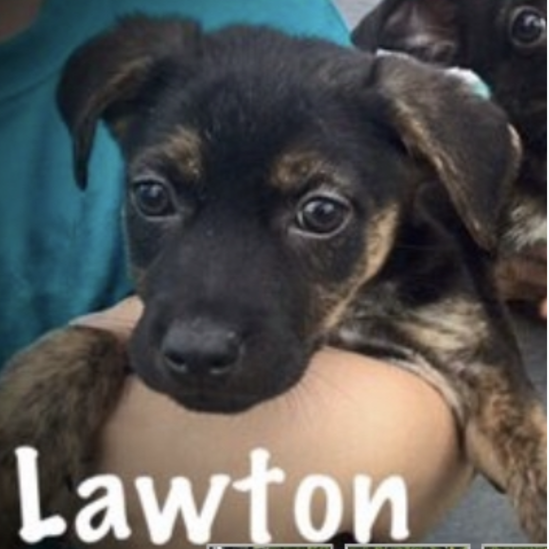 We learned after we'd started dating that Moose, Steph's dog, was originally named Lawton. And there was a 'Corey' in the same litter. What're the chances?!