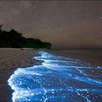 Bioluminescent Bay Kayak Tour