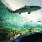 Ripley's Aquarium of Myrtle Beach