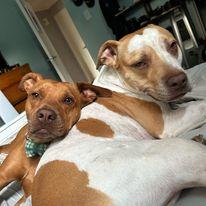 Our pups give the best snuggles