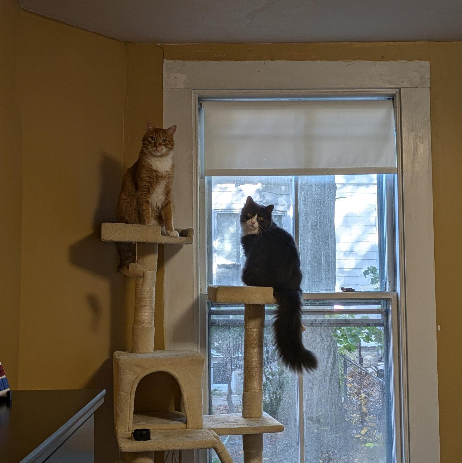 Mac and Marvin