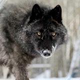 Yamnuska Wolfdog Sanctuary
