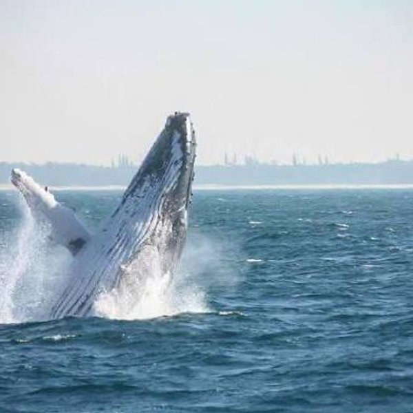 Whale and Dolphin Watching