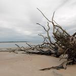 Boneyard Beach at Big Talbot Island State Park