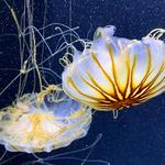 Point Defiance Zoo & Aquarium