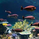 National Aquarium