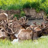 Wildlife Safari Park